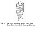 Keratella paludosa