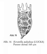 Keratella paludosa