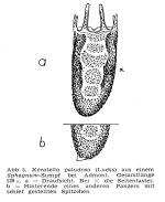 Keratella paludosa