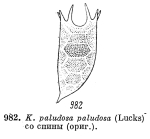 Keratella paludosa