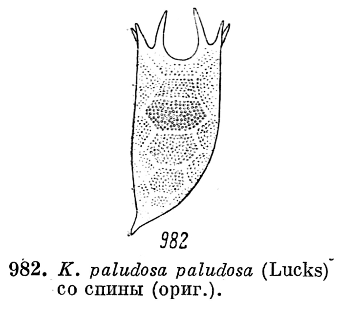 Keratella paludosa Keratella paludosa