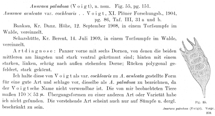 Keratella paludosa - Original description image