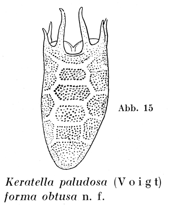 Keratella paludosa f. obtusa - Original description image