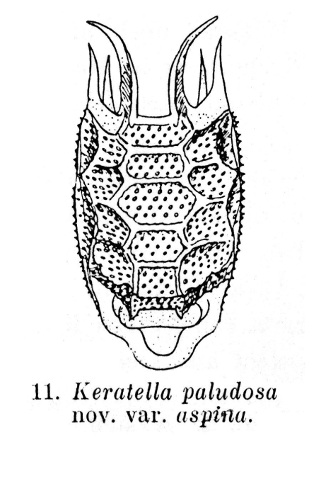 Keratella paludosa var. aspina - Original description image