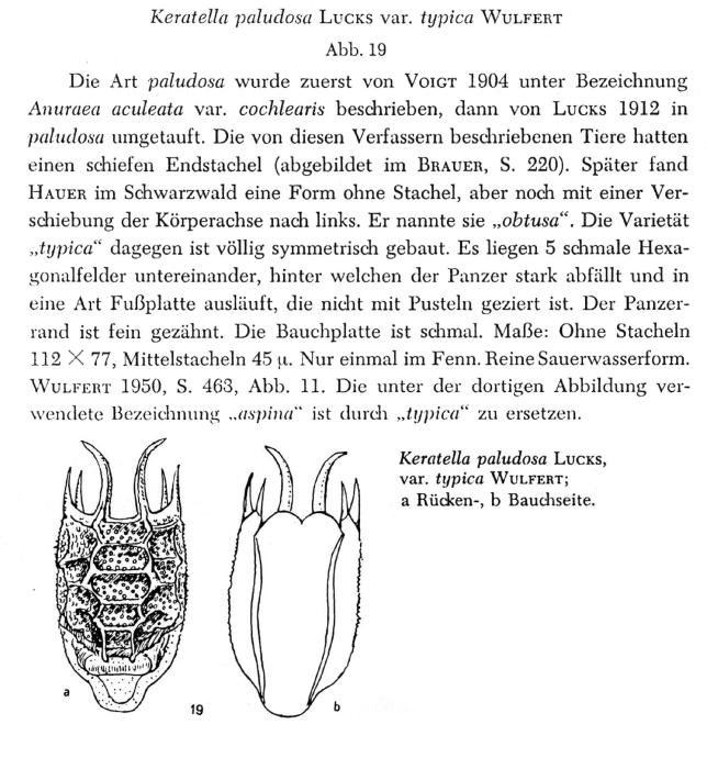 Keratella paludosa var. typica Keratella paludosa var. typica