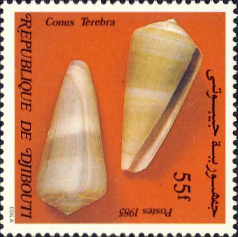 Conus terebra