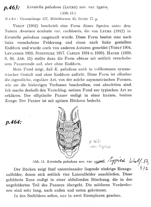 Keratella paludosa var. typica Keratella paludosa var. typica