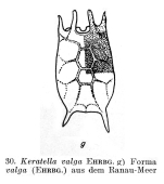 Keratella procurva