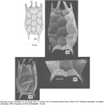 Keratella procurva