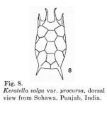Keratella procurva