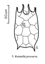 Keratella procurva