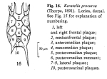 Keratella procurva