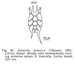 Keratella procurva