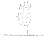 Keratella procurva