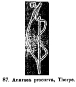 Keratella procurva