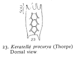 Keratella procurva