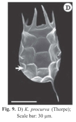 Keratella procurva