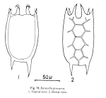 Keratella procurva