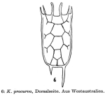 Keratella procurva
