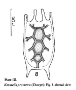 Keratella procurva
