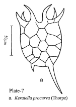 Keratella procurva
