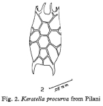 Keratella procurva