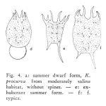 Keratella procurva