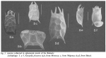Keratella procurva