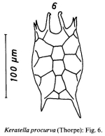 Keratella procurva