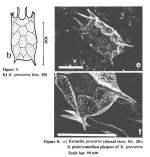 Keratella procurva