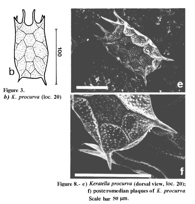 Keratella procurva Keratella procurva