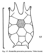 Keratella procurva