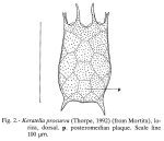 Keratella procurva