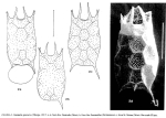 Keratella procurva