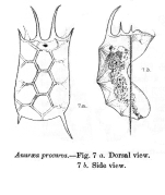 Keratella procurva