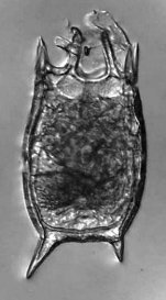 Keratella procurva