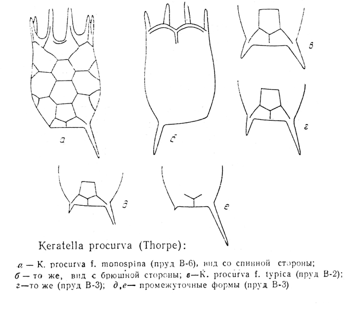 Keratella procurva f. monospina - Original description image