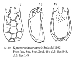 Keratella procurva haterumensis
