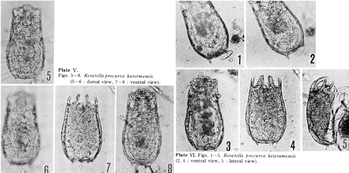 Keratella procurva haterumensis - Original description image