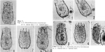 Keratella procurva haterumensis