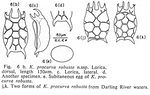 Keratella procurva robusta - Original description image