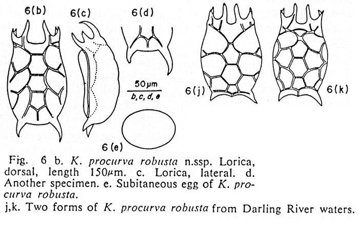 Keratella procurva robusta - Original description image
