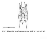 Keratella quadrata