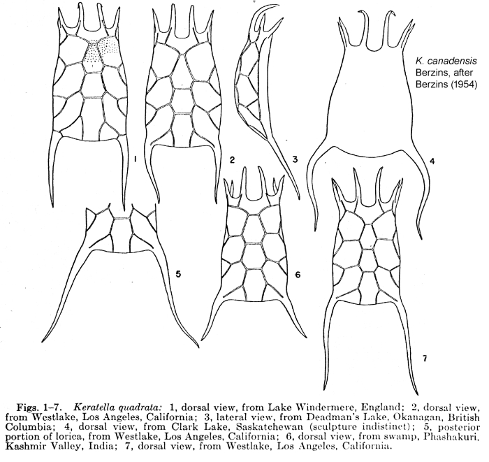Keratella quadrata Keratella quadrata