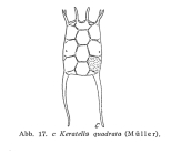 Keratella quadrata
