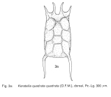 Keratella quadrata