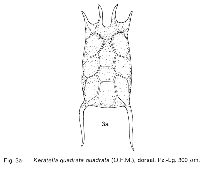 Keratella quadrata Keratella quadrata