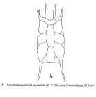 Keratella quadrata