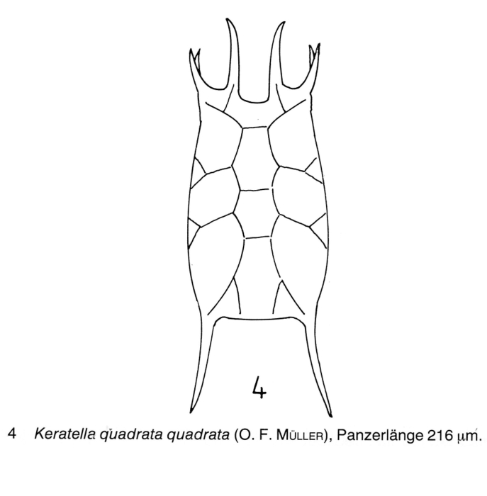 Keratella quadrata Keratella quadrata