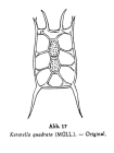 Keratella quadrata